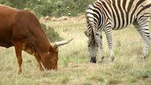 zebra con mucca