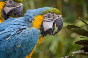 pappagallo varipinto